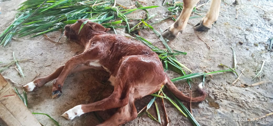 TAK TERTOLONG: Kondisi anak sapi milik peternak di Dusun Dusun Gogor, Desa Madureso, Kecamatan Dawarblandong yang mati akibat PMK, kemarin. (Yulianto Adi Nugroho/Jawaposradarmojokerto.id)
