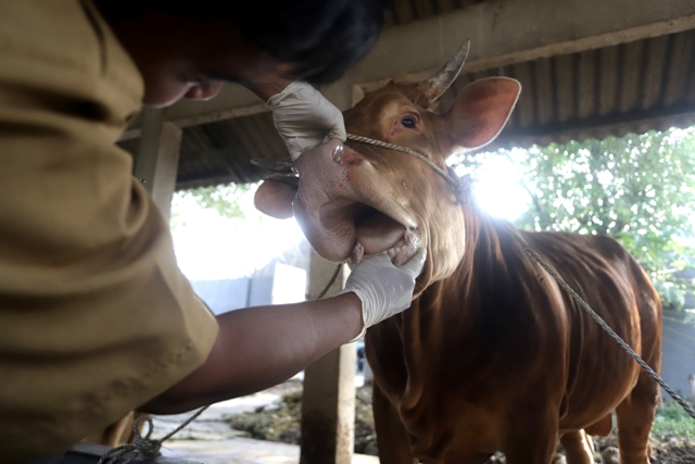 Hampir Seribu Sapi Terjangkit