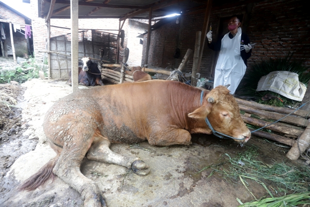 LEMAS: Seekor sapi kepunyaan peternak asal Dawarblandong tampak lemas setelah terjangkiti Penyakit Mulut dan Kuku (PMK), kemarin. (Sofan Kurniawan/Jawaposradarmojokerto.id)