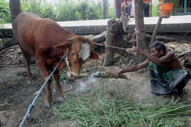 DIANGGAP MANJUR: Asap belerang yang dibakar bersama daun kelapa kering dipercaya bisa mengurangi lendir berlebih dari mulut sapi.