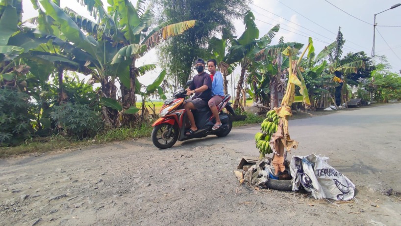 WUJUD PROTES: Warga menanam pohon pisang di salah satu lubang jalan di Dusun Manukan, Desa Balongmasin, Kecamatan Pungging.