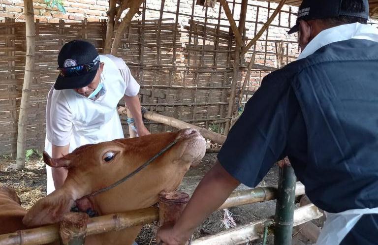 PENGOBATAN: Petugas sedang melakukan pemeriksaan dan pengobatan pada sapi yang terjangkit PMK.