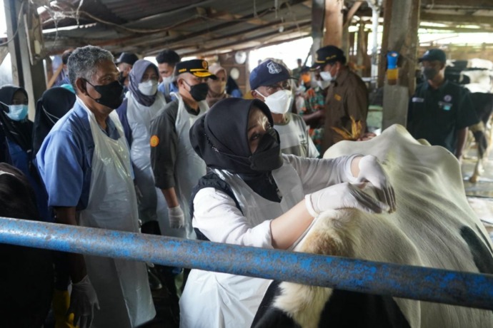TIGA KALI: Vaksinasi sapi akan dilakukan sebanyak tiga kali dengan sasaran prioritas sapi perah.