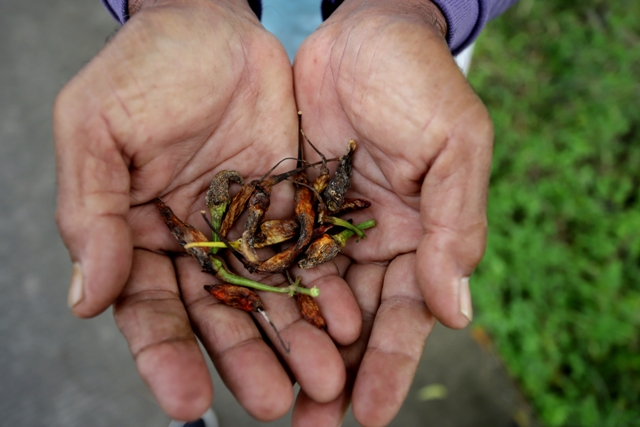 YANG TERSISA: Petani di Desa Brayublandong, Kecamatan Dawarblandong, sedang memetik cabai, kemarin.