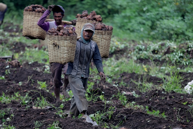 PANEN UBI: Dua petani tampak tengah mengusung hasil panenan ubi jalar alias ketela di Desa Petak, Kecamatan Pacet, Kabupaten Mojokerto.