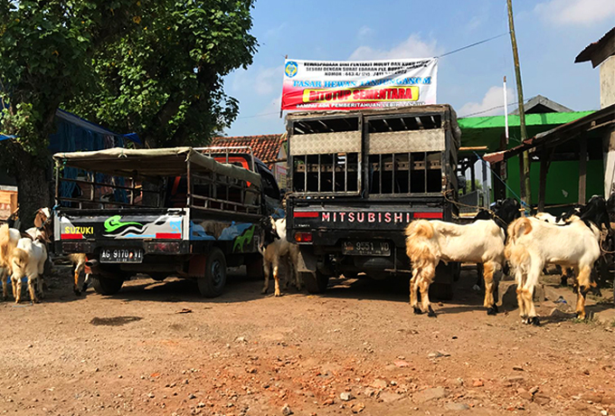 KURUS: Pedagang kambing nekat berjualan di Pasar Hewan Warujayeng kemarin. Penjualan sepi karena pembeli hampir tidak ada.