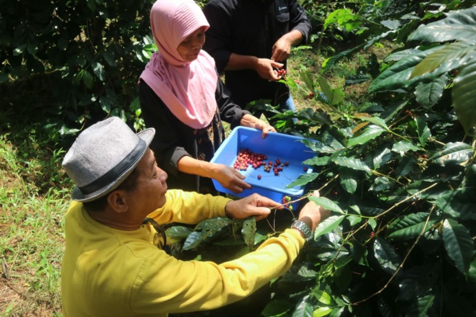 PANEN: Petani kopi yang tergabung dalam Kelompok Tani Bon Tugu tengah memanen buah kopi yang sudah matang, di Desa Ketapanrame, Kecamatan Trawas.