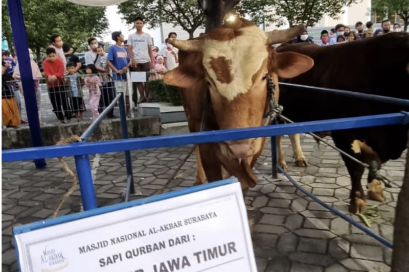 Sapi kurban milik Gubernur Jatim Khofifah Indar Parawansa yang diserahkan ke panitia Masjid Nasional Al Akbar Surabaya untuk Idul Adha 10 Dzulhijjah 1443 Hijriah. ANTARA/HO-Biro Adpim Jatim.
