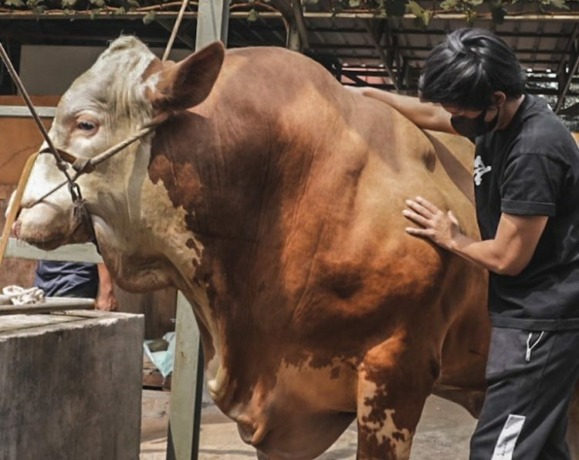 Atta Halilintar menyumbangkan hewan kurban sapi seberat 1,3 Ton. (Instagram @attahalilintar)