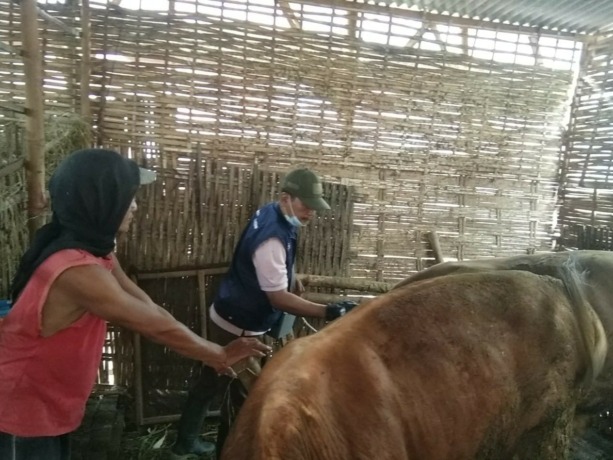 PENANGANAN: Petugas Disperta Kabupaten Mojokerto menyuntikkan vaksin PMK ke sapi di Desa Gunungan, Kecamatan Dawarblandong, kemarin.
