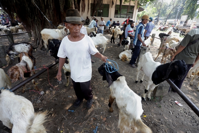 HEWAN TERNAK: Seorang pedagang di pasar hewan tampak tengah menyiapkan hewan dagangannya.