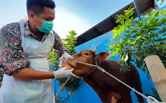 DIPERIKSA ULANG: Dokter hewan melakukan pemeriksaan tempat dan hewan kurban di Masjid Al Hidayah, Kota Mojokerto, kemarin (8/7).