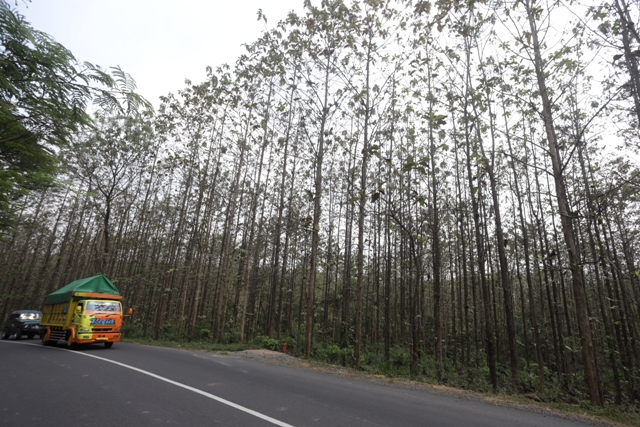 KERING: Pengguna jalan melintas di kawasan hutan di Desa Cendoro, Kecamatan Dawarblandong, Kabupaten Mojokerto, akhir tahun lalu.