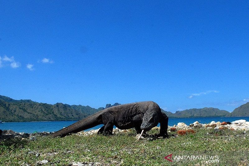 Dokumentasi - Seekor Komodo (Varanus komodoensis) berjalan di pinggir pantai Pulau Komodo, di Komplek Taman Nasional Komodo, NTT. (FOTO ANTARA/Widodo S. Jusuf/nz/aa.) (FOTO ANTARA/Widodo S. Jusuf/nz/aa.)