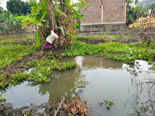 PERIKSA LOKASI: Petugas Polsek Kemlagi melakukan olah tempat kejadian perkara (TKP) korban tenggelam di Dusun Kemiri, Desa Kedungsari, Kecamatan Kemlagi, Kabupaten Mojokerto, kemarin.