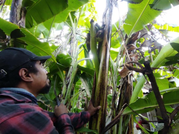 TIDAK BIASA: Tampak salah satu pohon pisang milik Mulikha di Kelurahan Kedundung, Kecamatan Magersari, Kota Mojokerto, yang tandan buahnya tumbuh tak biasa.