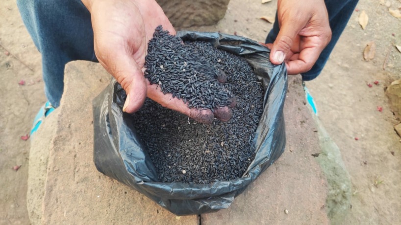 MENGHITAM: Temuan beras kuno yang diduga jenis sukonande oleh warga di timur komplek Situs Kumitir, Dusun Bendo, Desa Kumitir, Kecamatan Jatirejo.