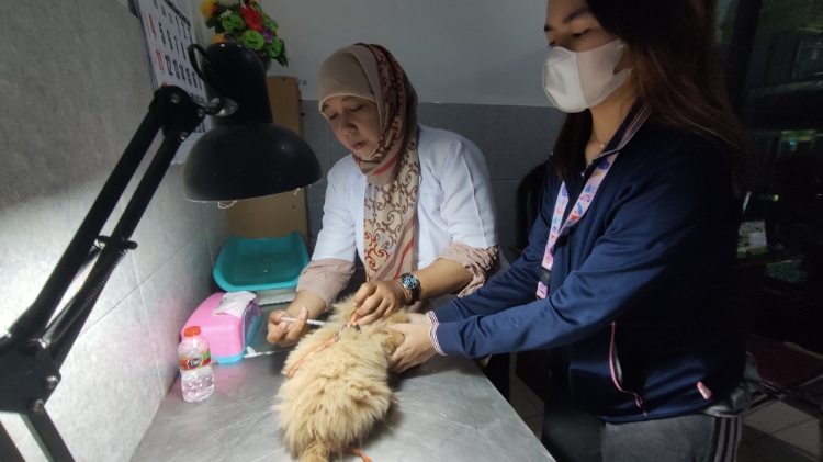 ANTUSIAS: Salah satu pengunjung mendampingi hewan kesayangannya saat disuntik vaksin rabies di Griya Fauna. (Indah Oceananda/Jawa Pos Radar Mojokerto)