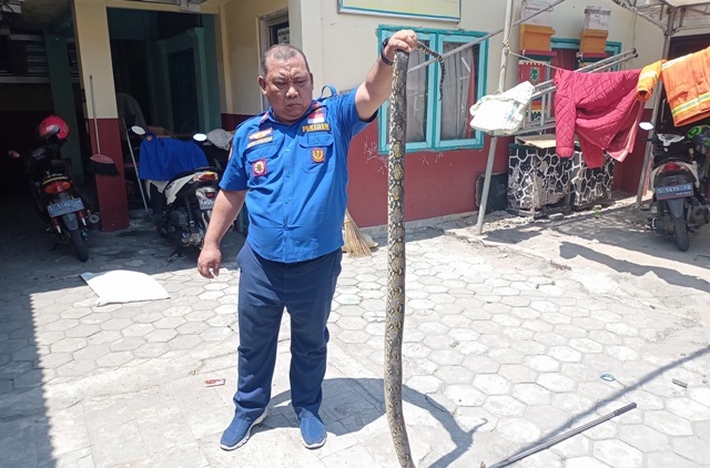 MERESAHKAN: Kepala UPTD Damkar Kota Mojokerto Joko Suwarno menunjukkan ular piton berukuran cukup besar yang dievakuasi timnya dari Lingkungan Tenggilis, Kelurahan blooto, Kecamatan Prajurit Kulon, kemarin. (Yulianto Adinug/Jawa Pos Radar Mojokerto)