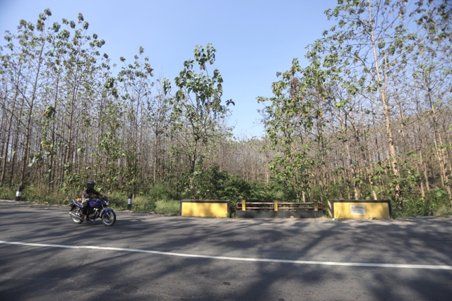 WINGIT: Jembatan di kawasan hutan jati dekat tanjakan Desa Cendoro, Kecamatan Dawarblandong sering menjadi tempat kecelakaan.