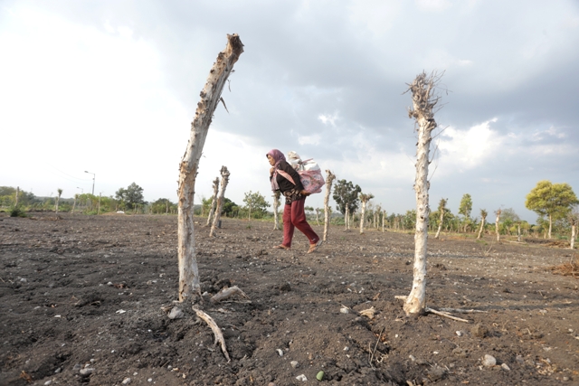 KETAR-KETIR: Petani penggarap lahan hutan kayu putih di Dusun Manyarsari, Desa Gunungsari, Kecamatan Dawarblandong tengah beraktivitas, kemarin (26/9). (Sofan Kurniawan/Jawa Pos Radar Mojokerto)