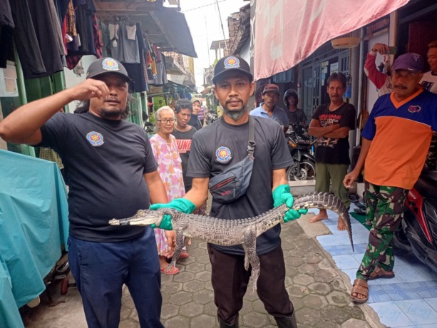 DIEVAKUASI: Seekor buaya berukuran 1,2 meter yang muncul di tengah Kota Mojokerto diamankan petugas Damkar, tadi siang. (Yulianto Adi Nugroho/JPRM)