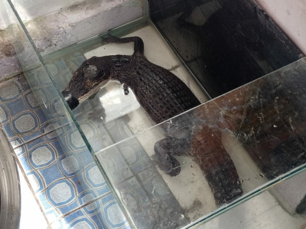 BUAYA MUARA: Hewan reptil yang biasanya berada di kawasan sungai besar atau muara ini mendadak muncul di tengah selokan dekat perkampungan Balongsari, Magersari, Kota Mojokerto.