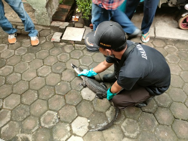 DIEVAKUASI: Petugas Damkar Kota Mojokerto mengamankan buaya muara yang dirawat di rumah warga setelah ditemukan dari selokan, kemarin (21/10). (Yulianto Adi Nugroho/JPRM)