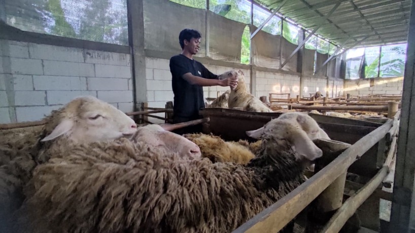 MANDIRI: Mochammad Rizal Firmansyah saat mengecek kondisi domba miliknya di kandang penggemukan di Desa Sumolawang, Kecamatan Puri.