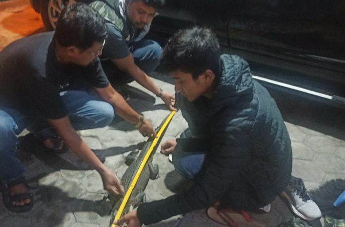 DIKARANTINA: Petugas BBKSDA Jawa Timur mengamankan seekor buaya yang ditemukan di Lingkungan Sumolepen dari petugas Damkar Kota Mojokerto untuk dikarantina sebelum dilepasliarkan.