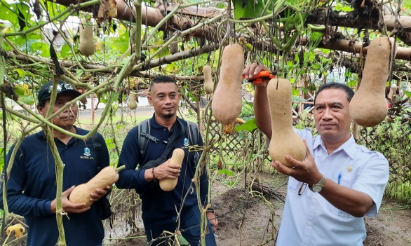 BERBUAH: Lurah Miji Achmad Chalimi saat memanen labu madu di Kampung Kali Tlusur, Lingkungan Sinoman, Kelurahan Miji, Kecamatan Kranggan, Kota Mojokerto.