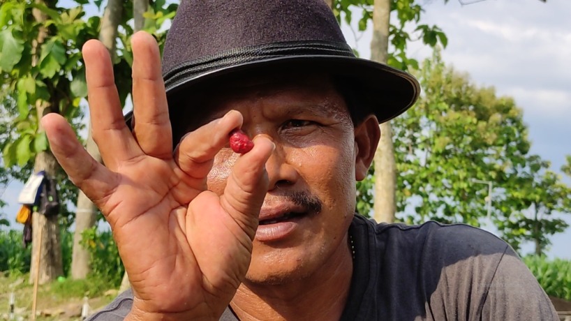 BERHARGA: Tim ekskavasi menunjukkan temuan batu kecil berwarna merah menyerupai akik di areal Situs Bhre Kahuripan, Desa Klinterejo, Kecamatan Sooko, Senin (31/10).