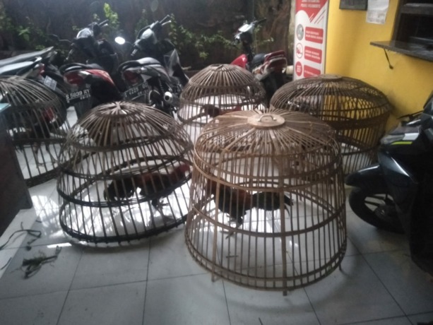 DISITA: Sejumlah ayam aduan hasil penggerebekan petugas di Dusun Kecapangan, Desa/Kecamatan Ngoro, diamankan di mapolsek.