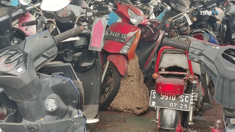 SARANG TAWON: Ratusan barang bukti perkara di Kantor Kejaksaan Negeri Kota Mojokerto tampak mangkrak hingga menjadi sarang tawon vespa, kemarin (02/01). (Yulianto Adi Nugroho/Jawa Pos Radar Mojokerto)