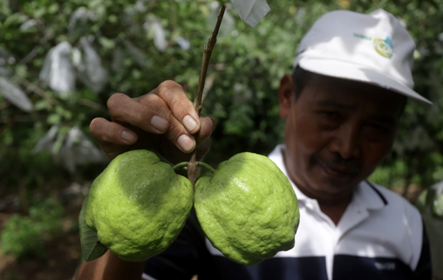 JUMBO: Pak Yat menunjukkan pohon jambu kristal yang siap dipanen. Berkat budi daya jambu ini, ia bisa meraup omzet hingga jutaan rupiah. (Sofan Kurniawan/Jawa Pos Radar Mojokerto)