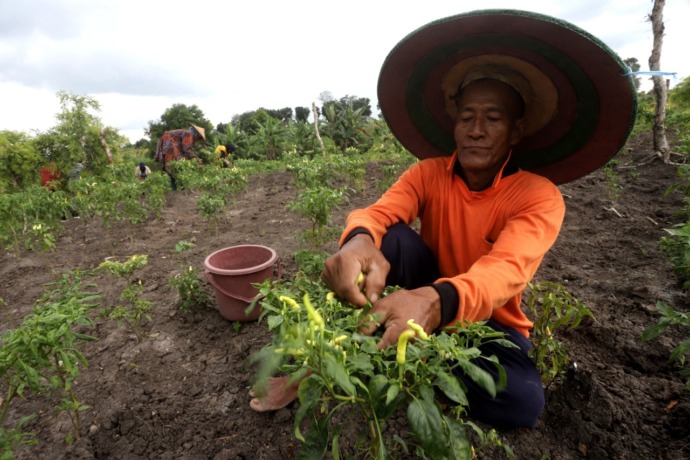 PANEN RAYA: Petani di Dusun Manyarsari, Desa Gunungsari, Kecamatan Dawarblandong, sedang memetik cabai. (dok JPRM)