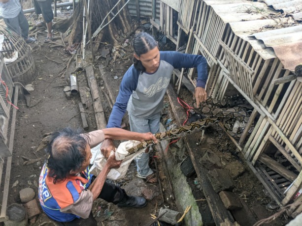 SEMPAT MELAWAN: Ular sanca yang melilit ayam warga Kauman Kota Mojokerto sempat memberontak ketika dievakuasi, Selasa (17/1). (Farisma Romawan/JPRM)