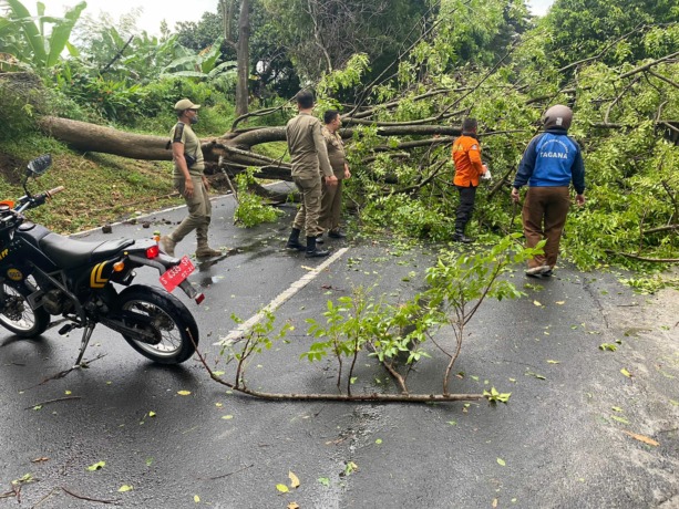 EVAKUASI: Petugas melakukan pemotongan pohon yang tumbang di Mayjen Sungkono, Kota Mojokerto, kemarin. (Yulianto Adi Nugroho/JPRM)