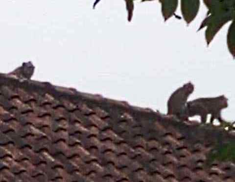 MERESAHKAN: Monyet liar terlihat berkeliaran di atap rumah warga Desa Sekargadung, Kecamatan Pungging, Kabupaten Mojokerto, kemarin. (Yulianto Adinug/JPRM)