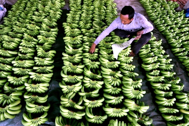 PETANI MUDA: Agus Setiawan, 36 petani muda  asal Desa Gading, Kecamatan Jatirejo, Kabupaten Mojokerto sukses menghasilkan pisang Cavendish grade A. (Sofan Kurniawan/Jawa Pos Radar Mojokerto)