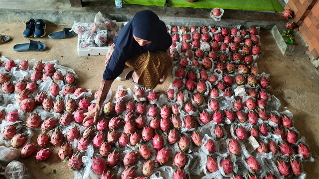 BAWA BERKAH: Putri Susanti saat memanen buah naga di Dusun Kemasan, Desa Kemasan Tani, Kecamatan Gondang, Kamis (19/1). (Rizal Amrulloh/JPRM)