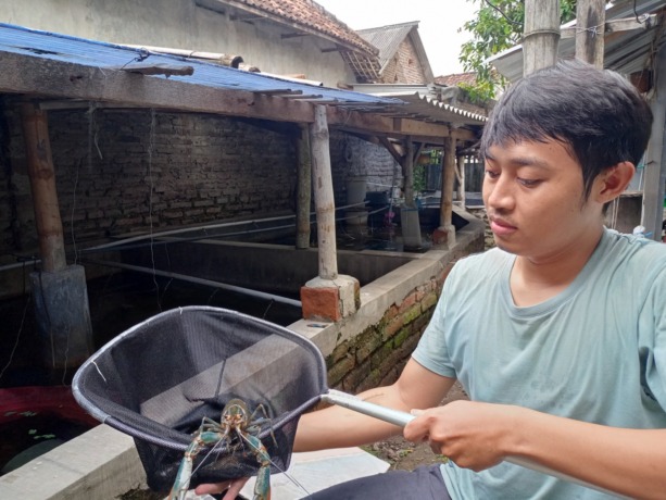 PROSPEK: Dian Angga Prasetyo menunjukkan lobster indukan di tempat budi daya miliknya di Dusun Manukan, Desa Balongmasin, Kecamatan Pungging, Kabupaten Mojokerto, kemarin. (Yulianto Adi Nugroho/JPRM)