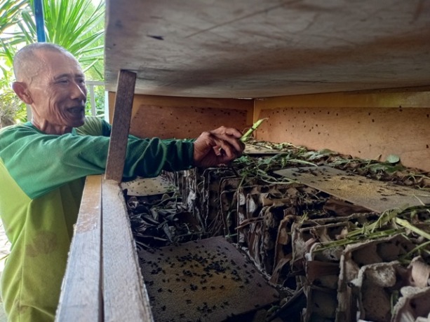 TERAMPIL: Tarmuji merawat jangkrik budidaya miliknya di di Dusun Kebonsari, Desa Sekargadung, Kecamatan Pungging, Kabupaten Mojokerto, kemarin. (Yulianto Adinug/JPRM)