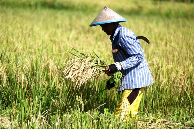 GABAH: Seorang petani memanen padi di Desa Pucuk, Kecamatan Dawarblandong, Kabupaten Mojokerto, akhir Februari lalu. (Sofan Kurniawan/JPRM)