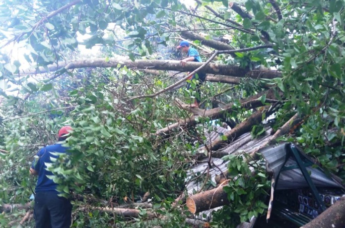EVAKUASI: Petugas mengevakuasi pohon tumbang menimpa rumah di Dusun Merjoyo, Desa Jatipasar, Kecamatan Trowulan, Kabupaten Mojokerto, kemarin. (Yulianto Adi Nugroho/JPRM)