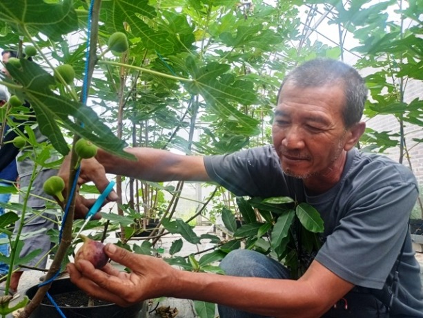 DIKEMBANGKAN: Yayan memetik buah tin matang di kebunnya kemarin. (Yulianto Adi Nugroho/JPRM)