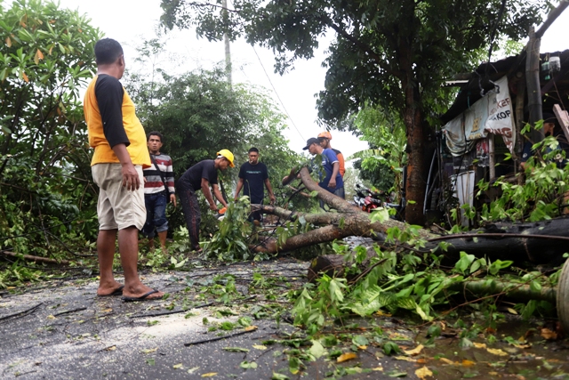 EVAKUASI: Petugas DLH Kota Mojokerto memotong pohon kersen yang tumbang dan menimpa dua motor di Lingkungan Cinde, Kelurahan/Kecamatan Prajurit Kulon kemarin. (Sofan Kurniawan/JPRM)