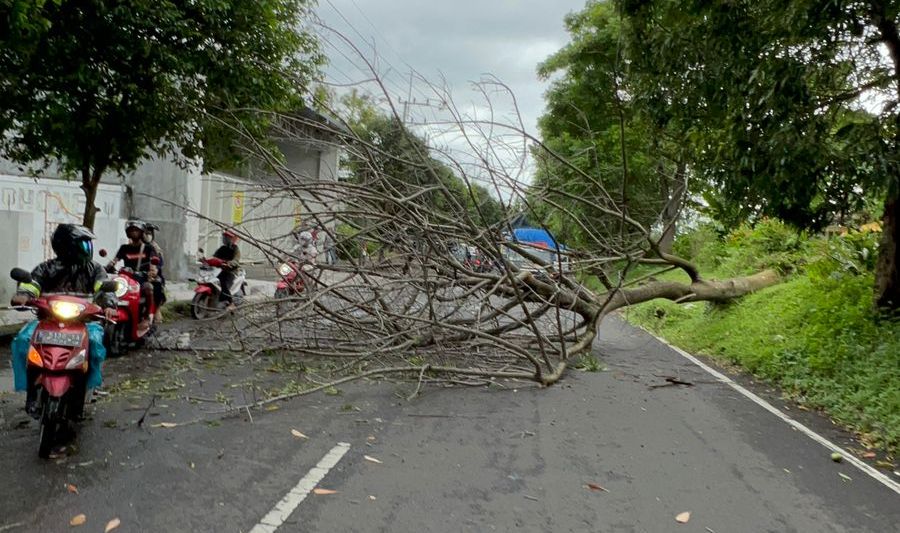 TUMBANG: Sebuah pohon tumbang di ruas jalanan Kota Mojokerto, kemarin. (Farisma Romawan/JPRM)