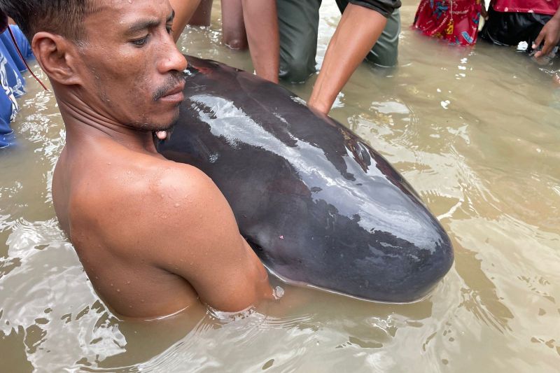 Warga memeluk seekor paus Sperma yang terdampar di perairan Kota Kupang. ANTARA/Ho-Humas BKKPN.