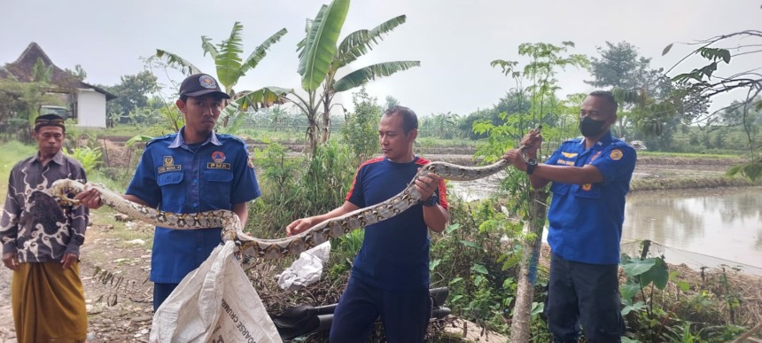 BERBAHAYA: Petugas damkar mengevakuasi ular sanca yang ditangkap warga Dusun Jabon, Desa Jiyu, Kecamatan Kutorejo, Kabupaten Mojokerto. (Yulianto Adi Nugroho/JPRM)